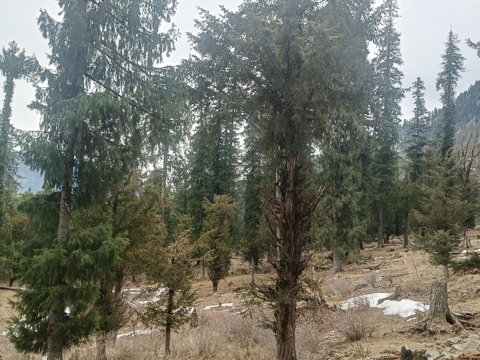 Trimounts-A Boutique Hotel & Wellnes Center In Tirthan Valley Banjār Esterno foto
